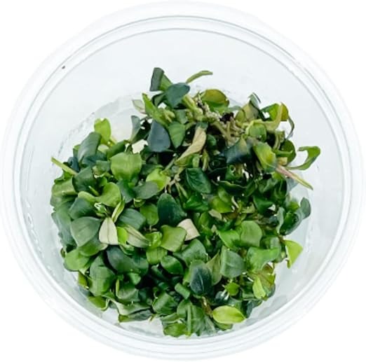 Bucephalandra Brownie Ghost: Tissue Culture – Sanctuary Aquatics