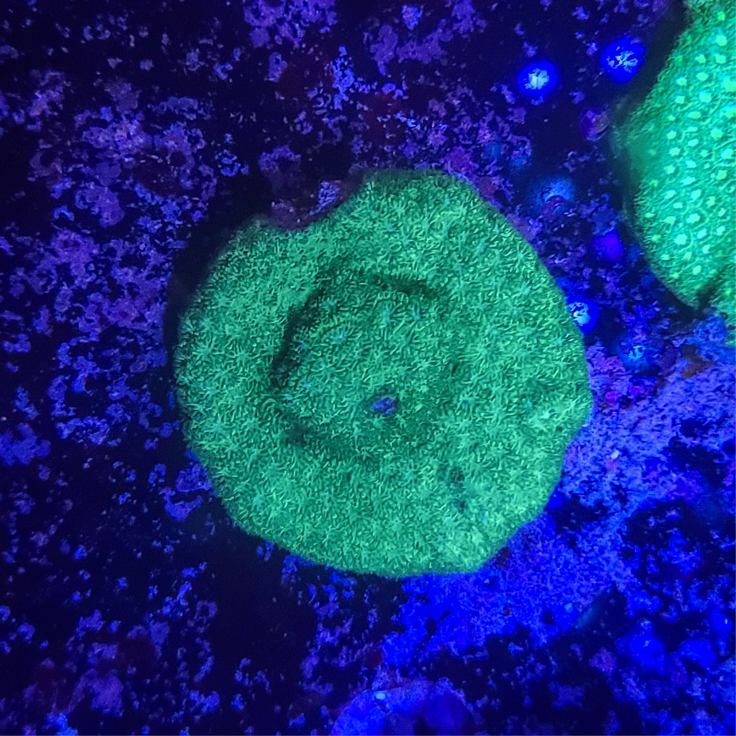 Cyphastrea: Green Rain 011 3F