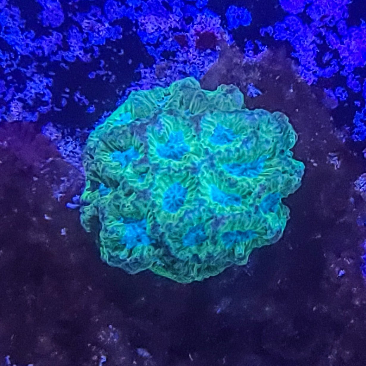 Favia: Blue Eyed Favia 011 4A