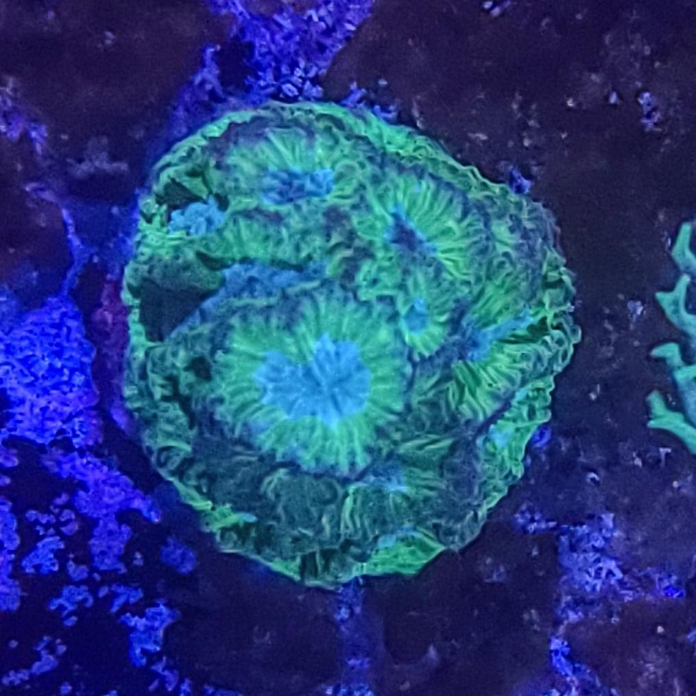 Favia: Blue Eyed Favia 011 4B