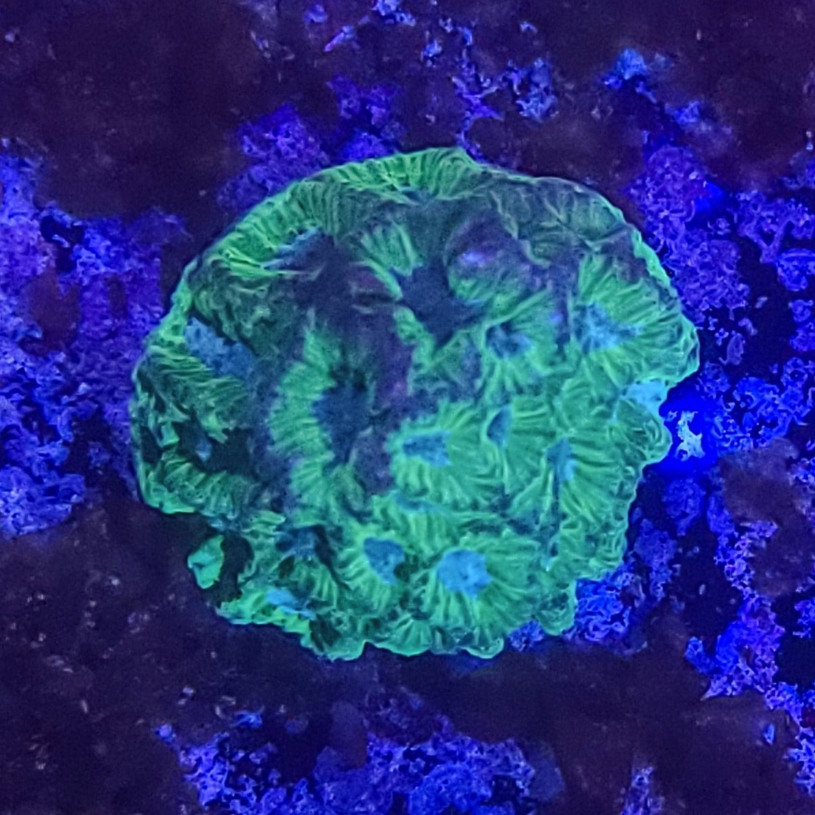 Favia: Blue Eyed Favia 011 4C