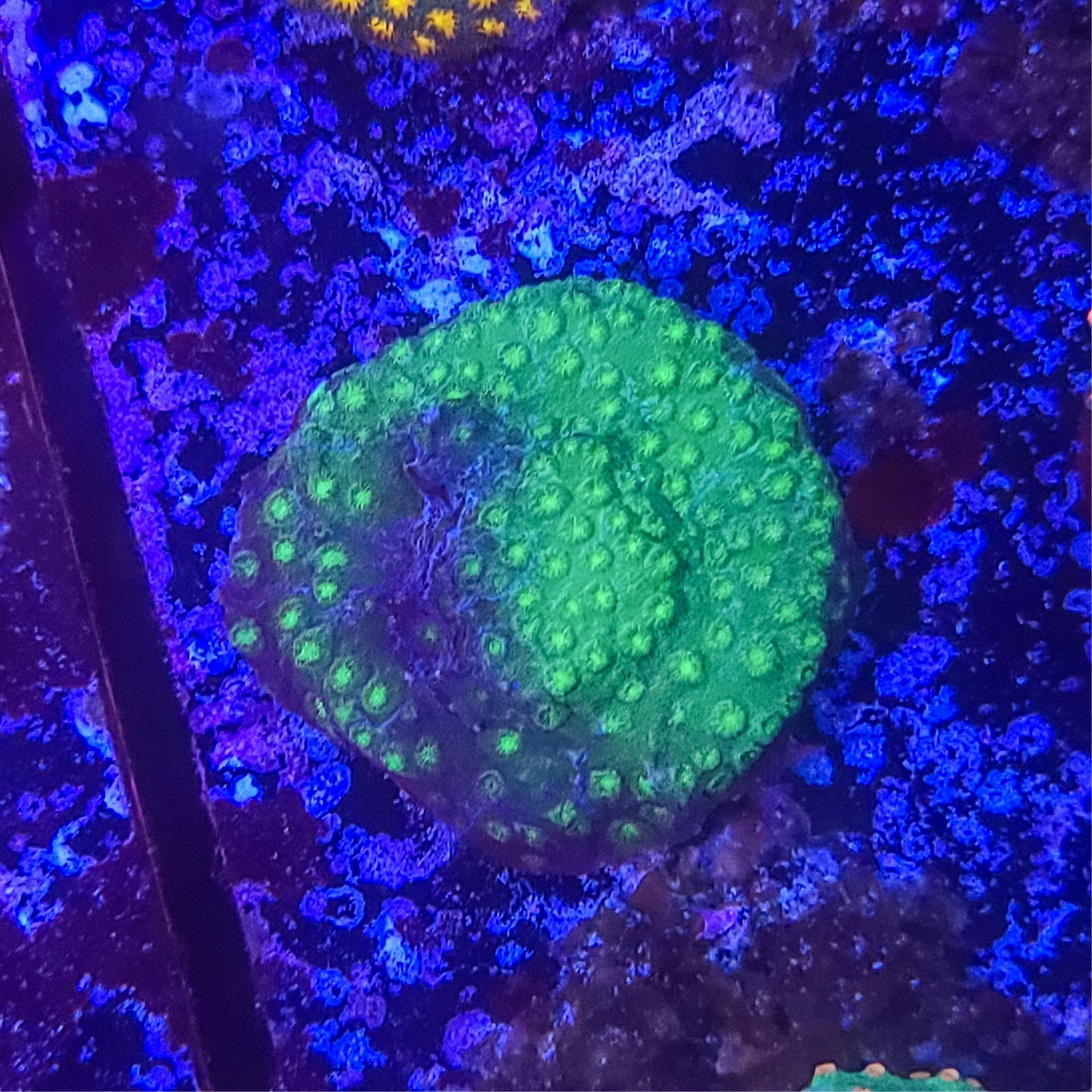 Cyphastrea: Horn Toad 011 7A