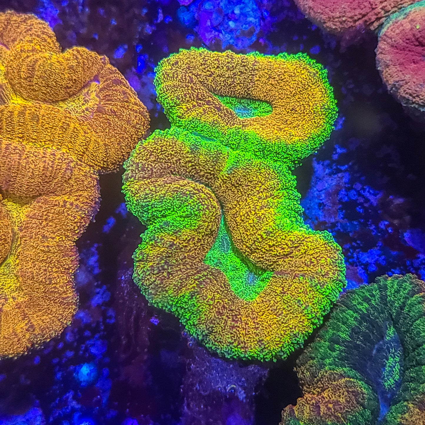 Lobophyllia: Goblin's Smile 011 8E