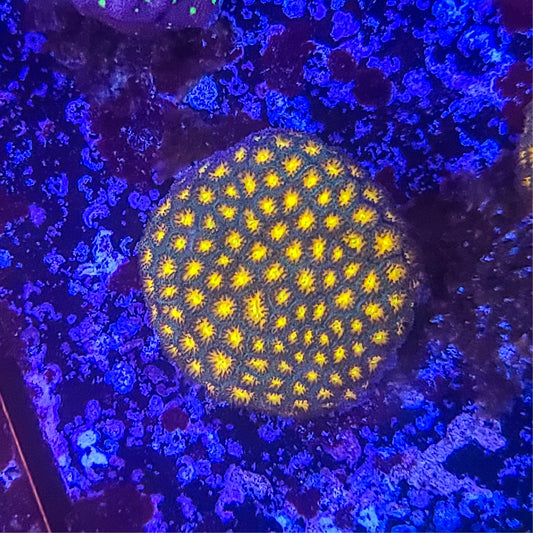 Leptastrea:  John Deer 014 2B