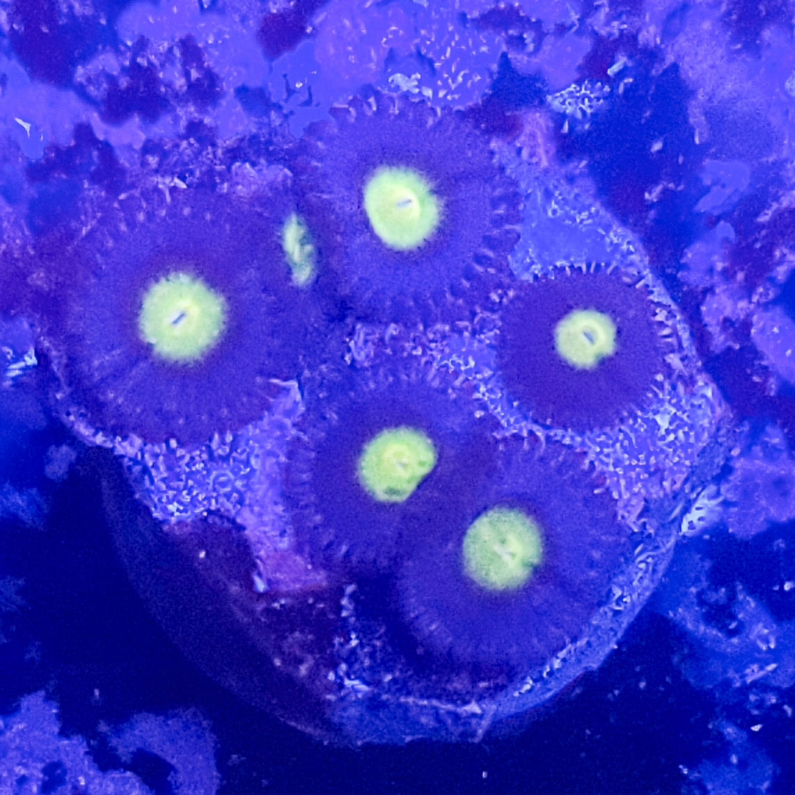 Zoanthid: AOI 023 7F