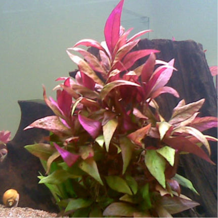 Alternanthera Lilacina: Lead Bunch