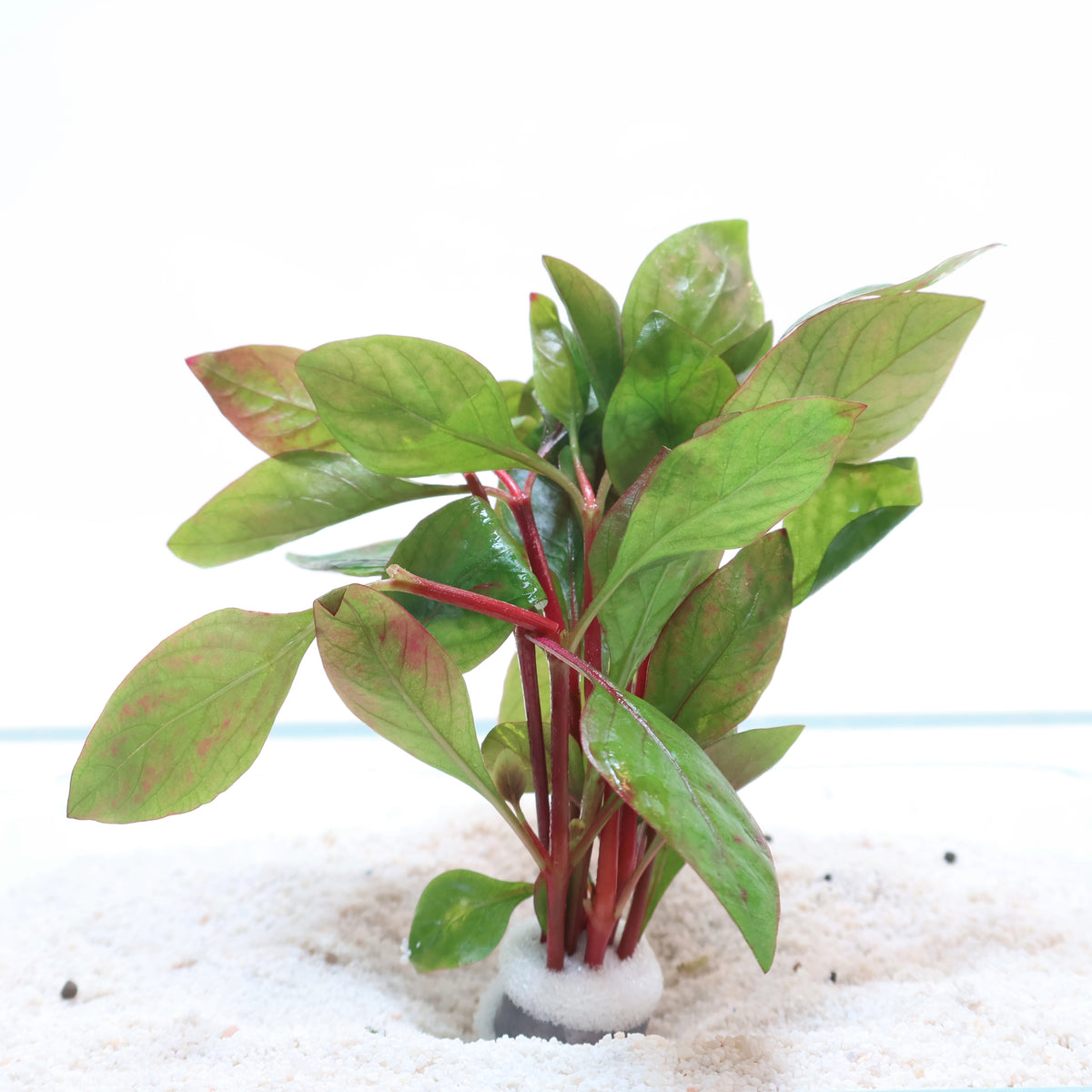 Plant : Alternanthera Red Broad leaf : Lead Bunch