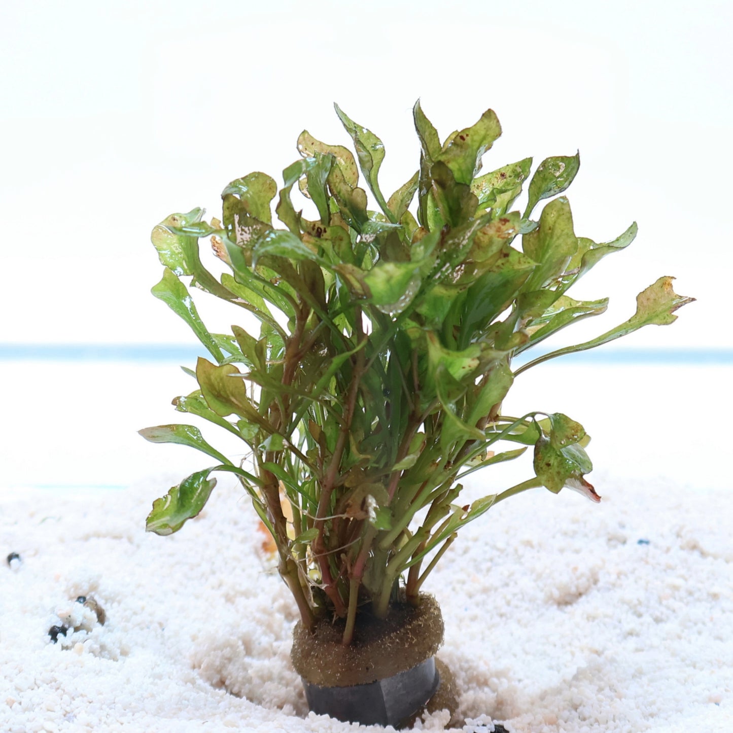Alternanthera Variegatus: Lead Bunch