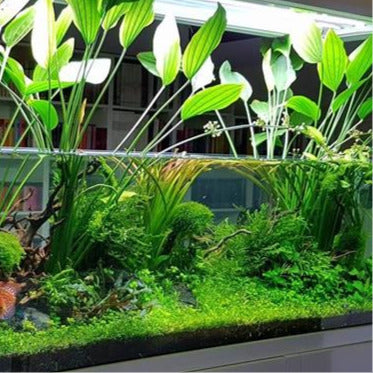 Amazon Sword Echinodorus Belheri: Pot