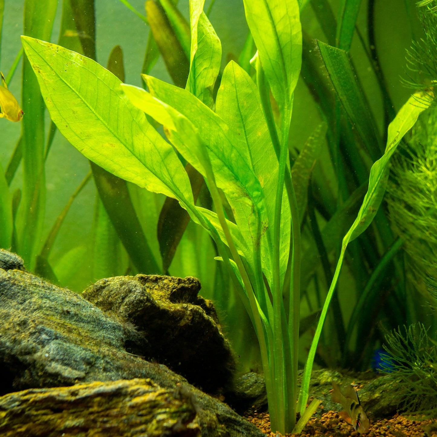 Amazon Sword Echinodorus Belheri: Pot