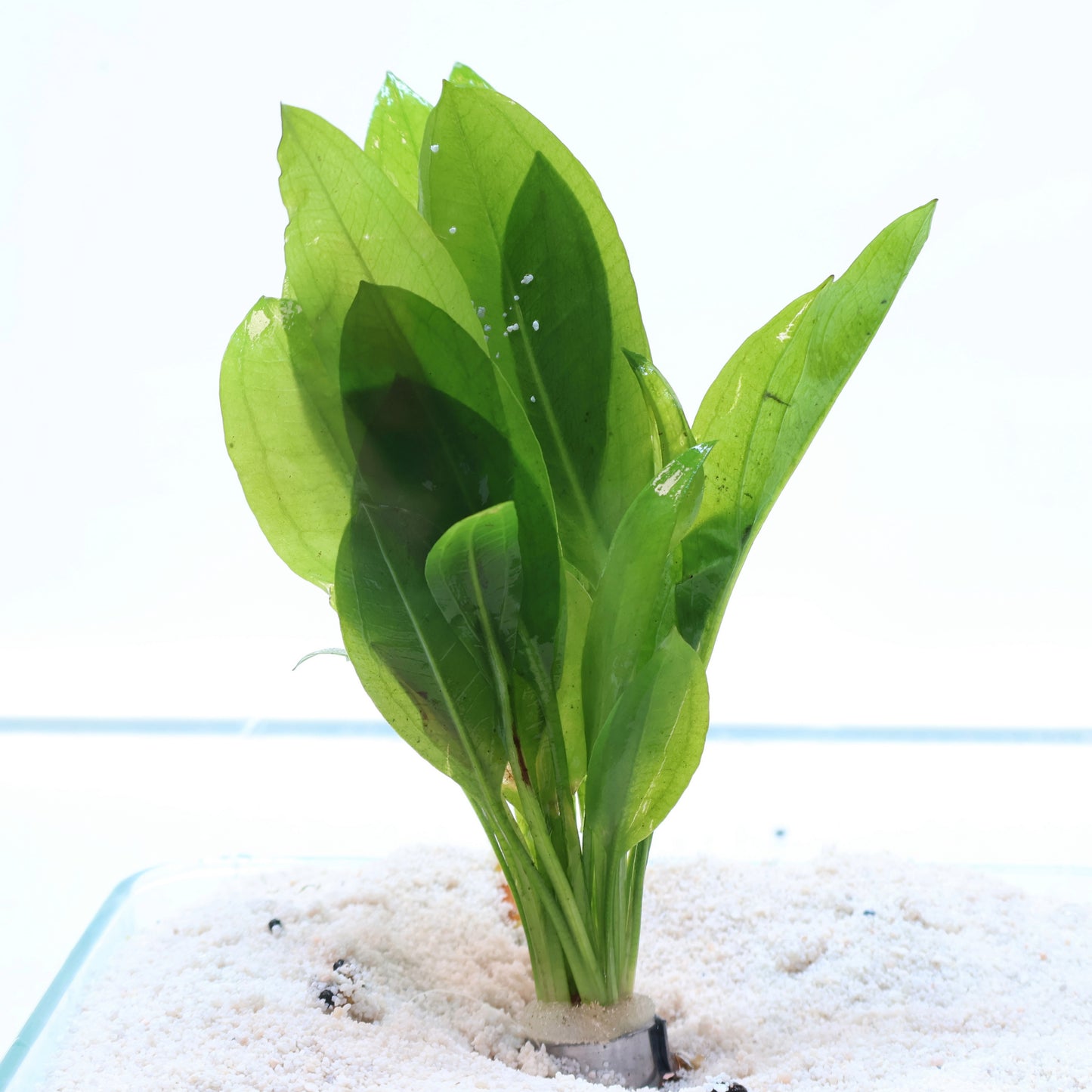 Amazon Sword Echinodorus Belheri: Lead Bunch