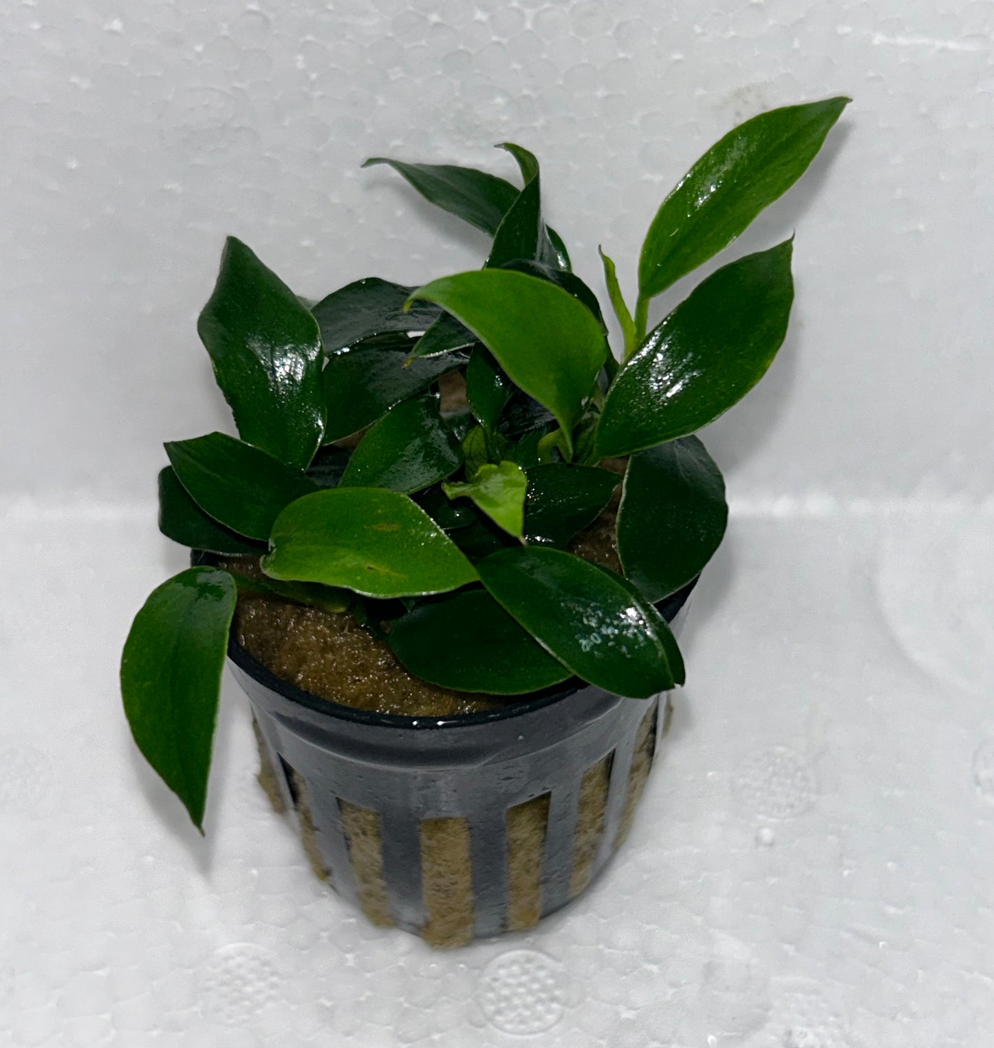 Anubias Jungle Star: Pot