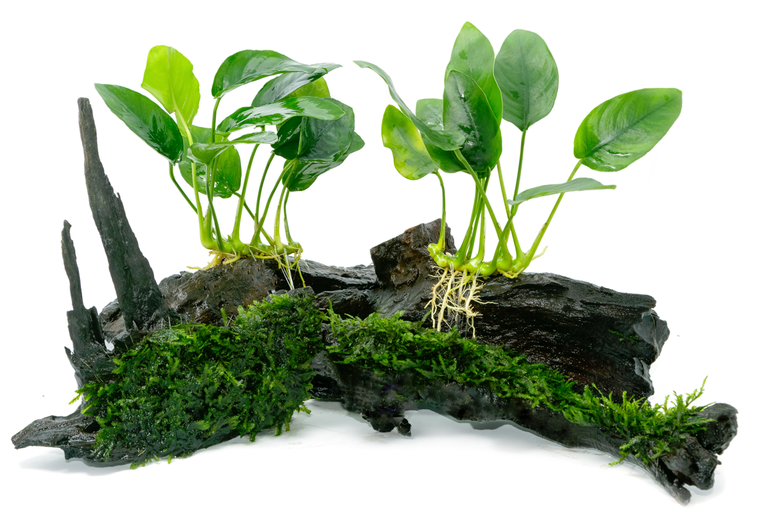 Plant : Anubias Barteri : Pot