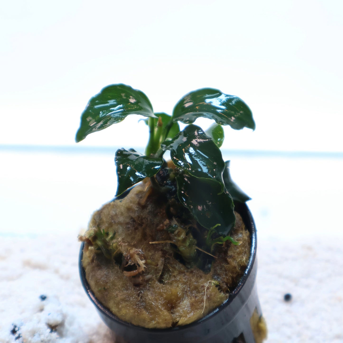 Anubias Barteri Dark Angel: Pot