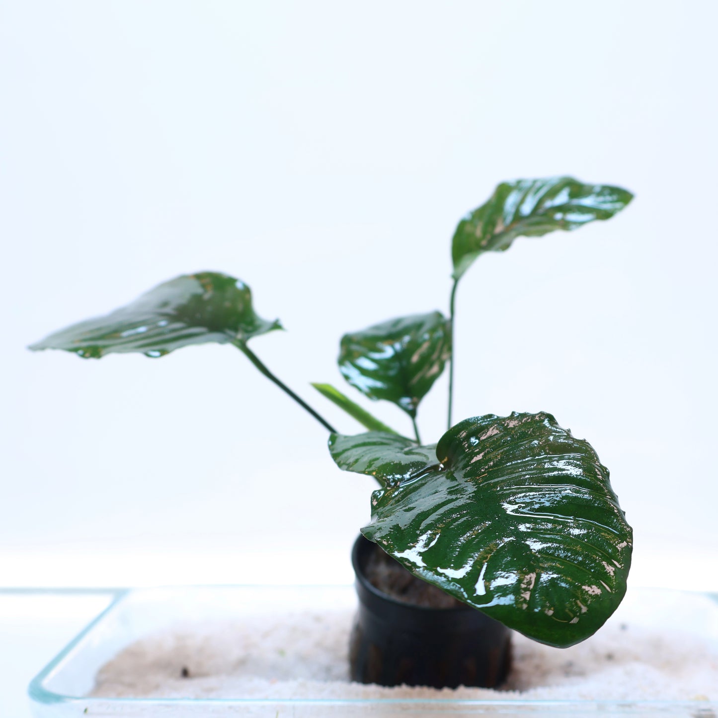 Anubias Barteri Petite Round: Pot