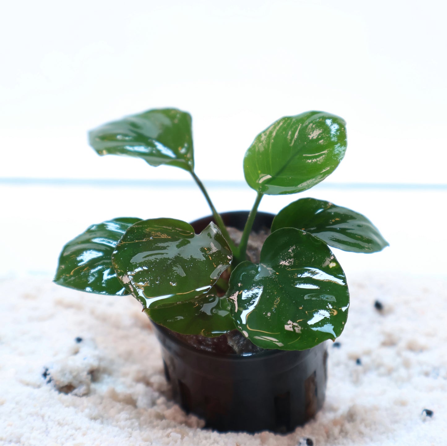 Anubias Barteri Round Golden Coin: Pot