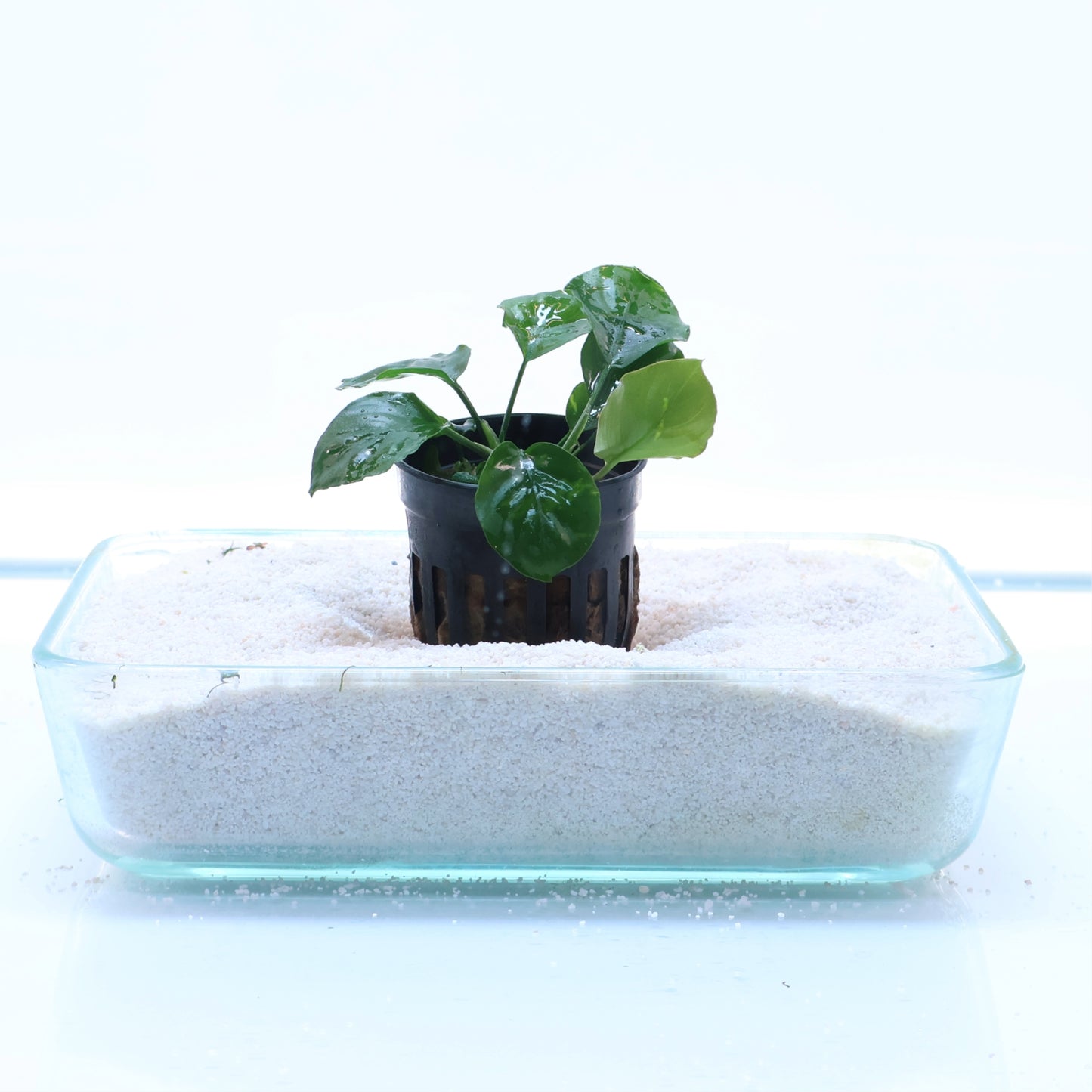 Anubias Barteri Round Golden Coin: Pot