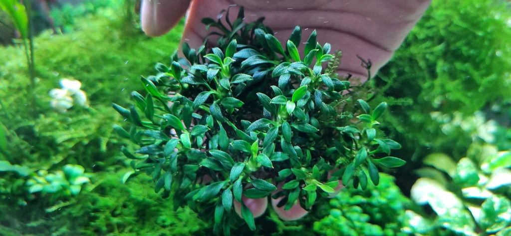 Anubias Chili Jalapeno: Pot