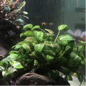 Anubias Giant Stardust: Pot