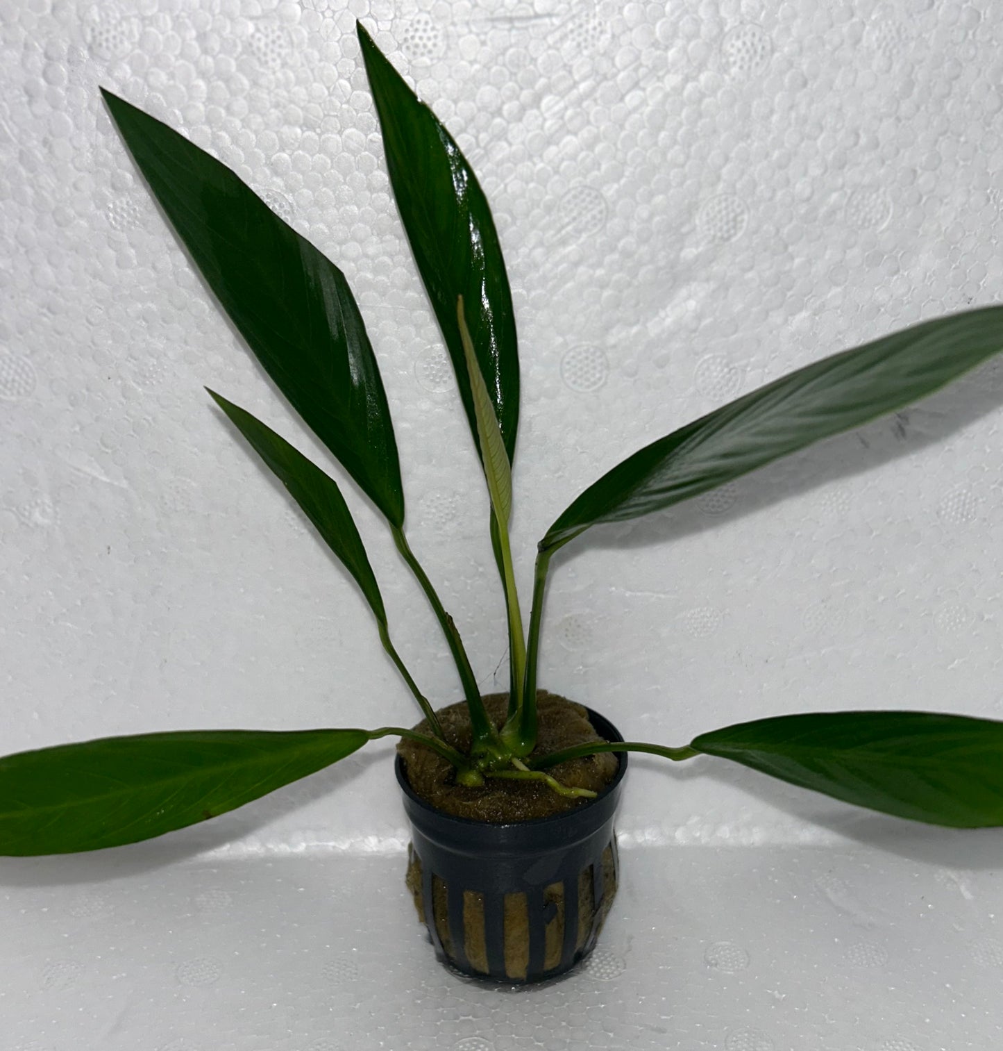 Anubias Glabra: Pot