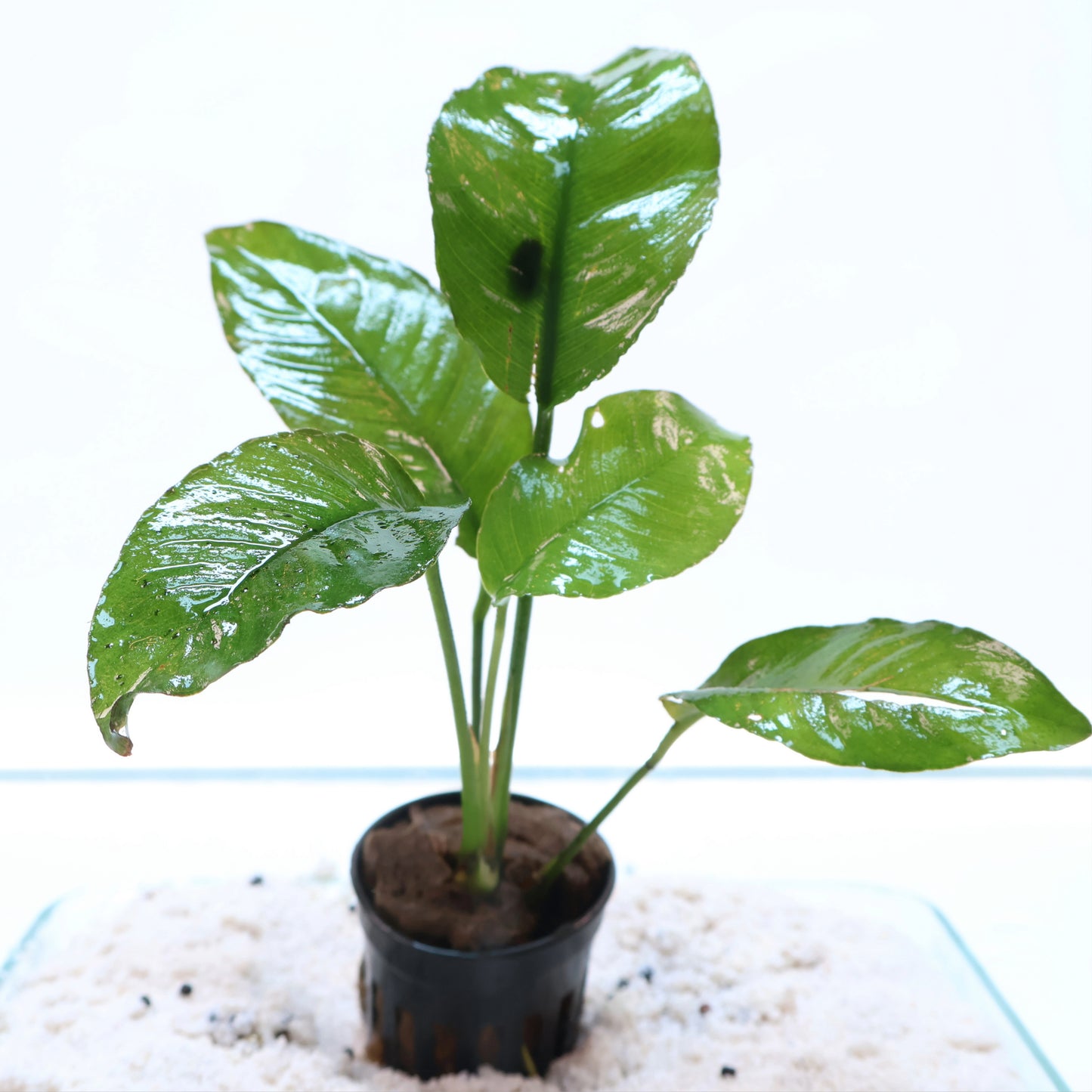 Anubias Heterophylla: Pot