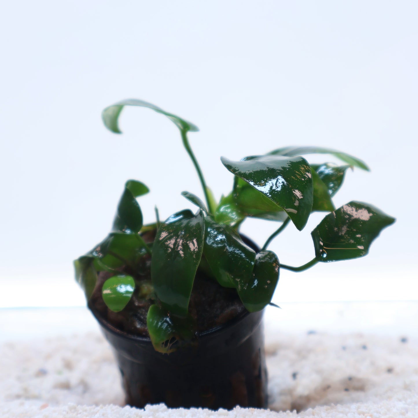 Anubias Nana Bonsai: Pot