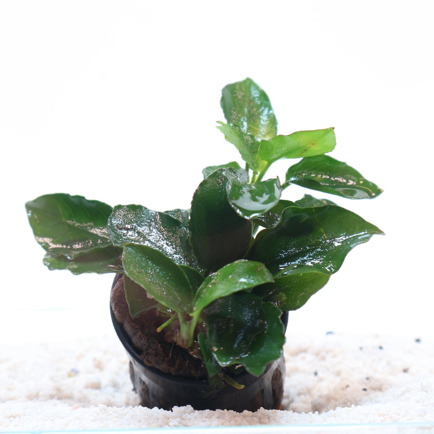 Anubias Nana Long Wavy: Pot
