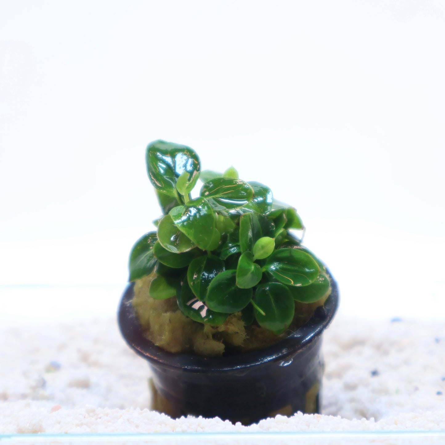 Anubias Stardust Mini: Pot