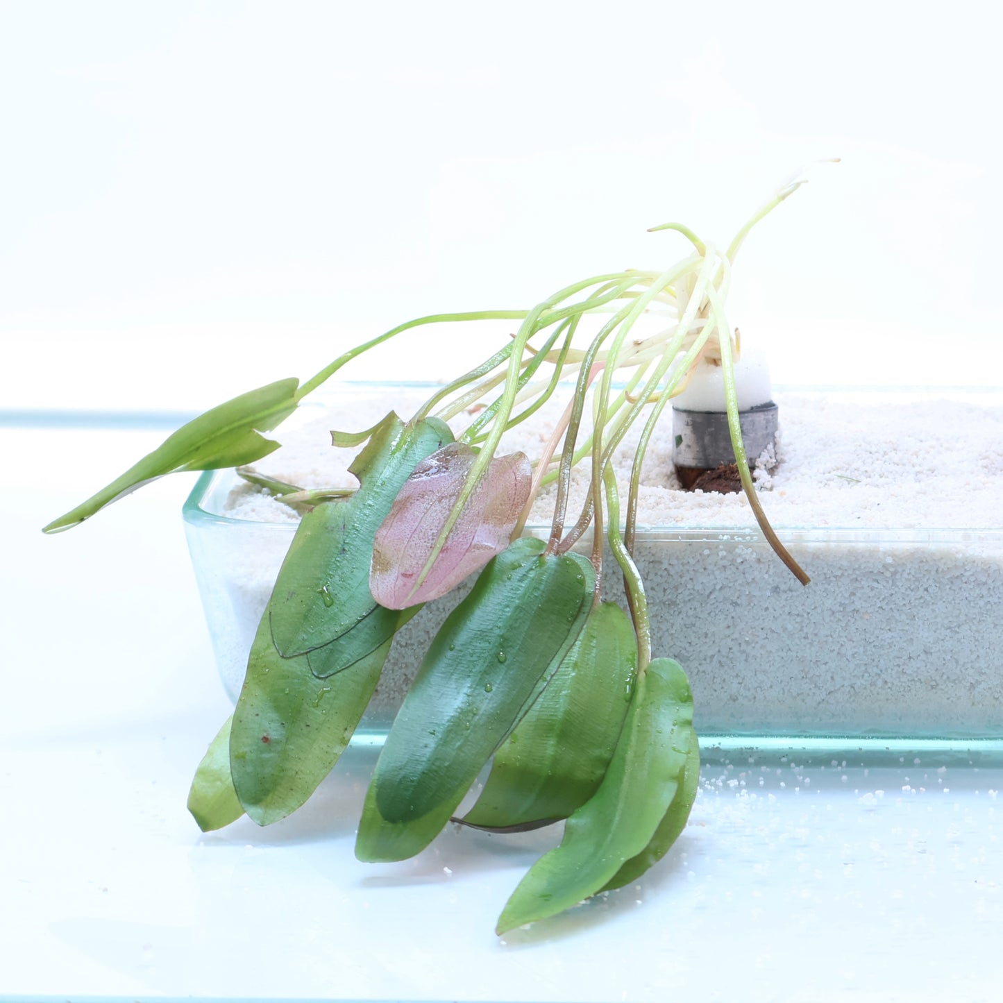 Aponogeton Natans: Lead Bunch
