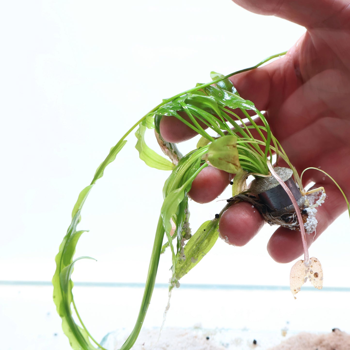 Aponogeton Natans: Lead Bunch