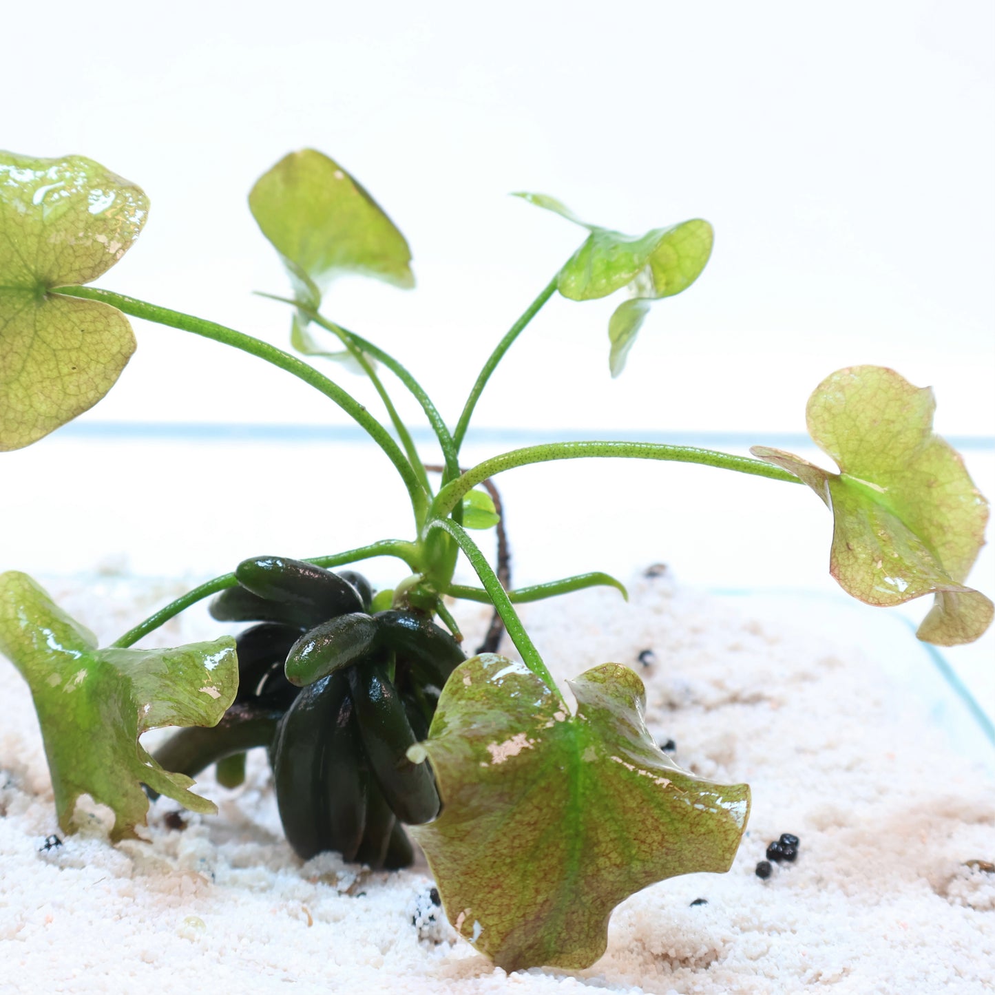 Banana Plant Nymphoides Aquatica: Loose