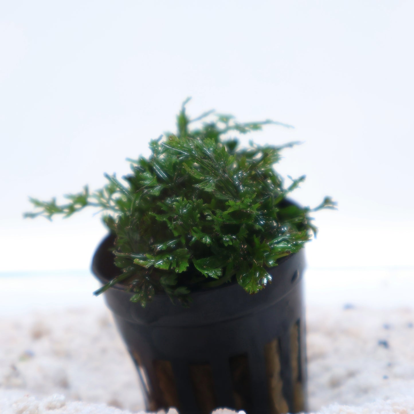 Bolbitis Heteroclita Difformis Mini (Baby Leaf): Pot