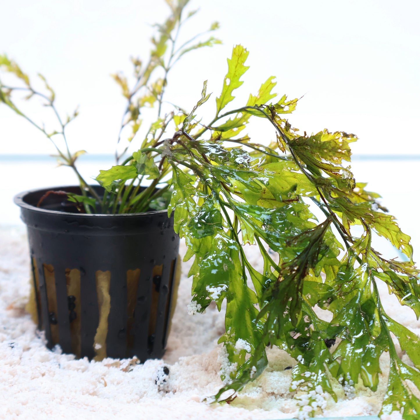 Bolbitis Heudelotii African Water Fern: Pot