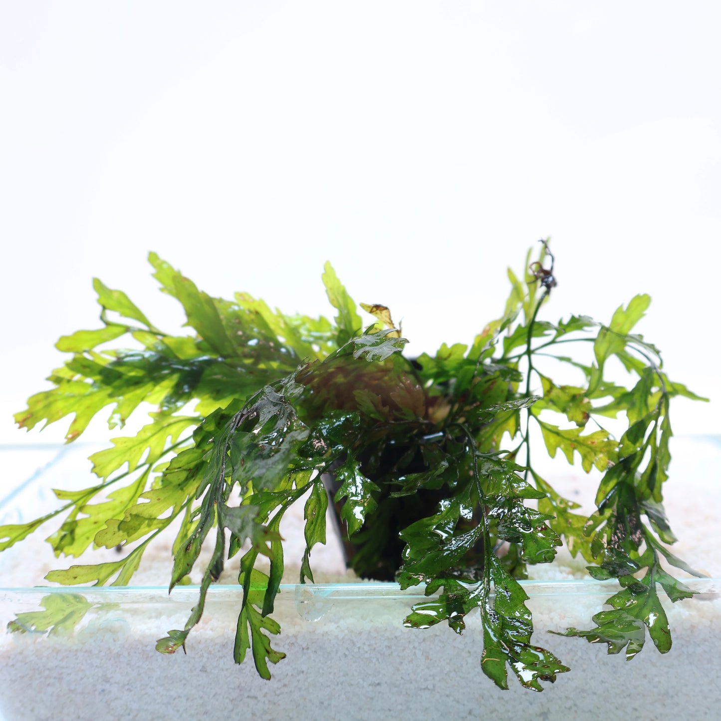 Bolbitis Heudelotii African Water Fern: Pot