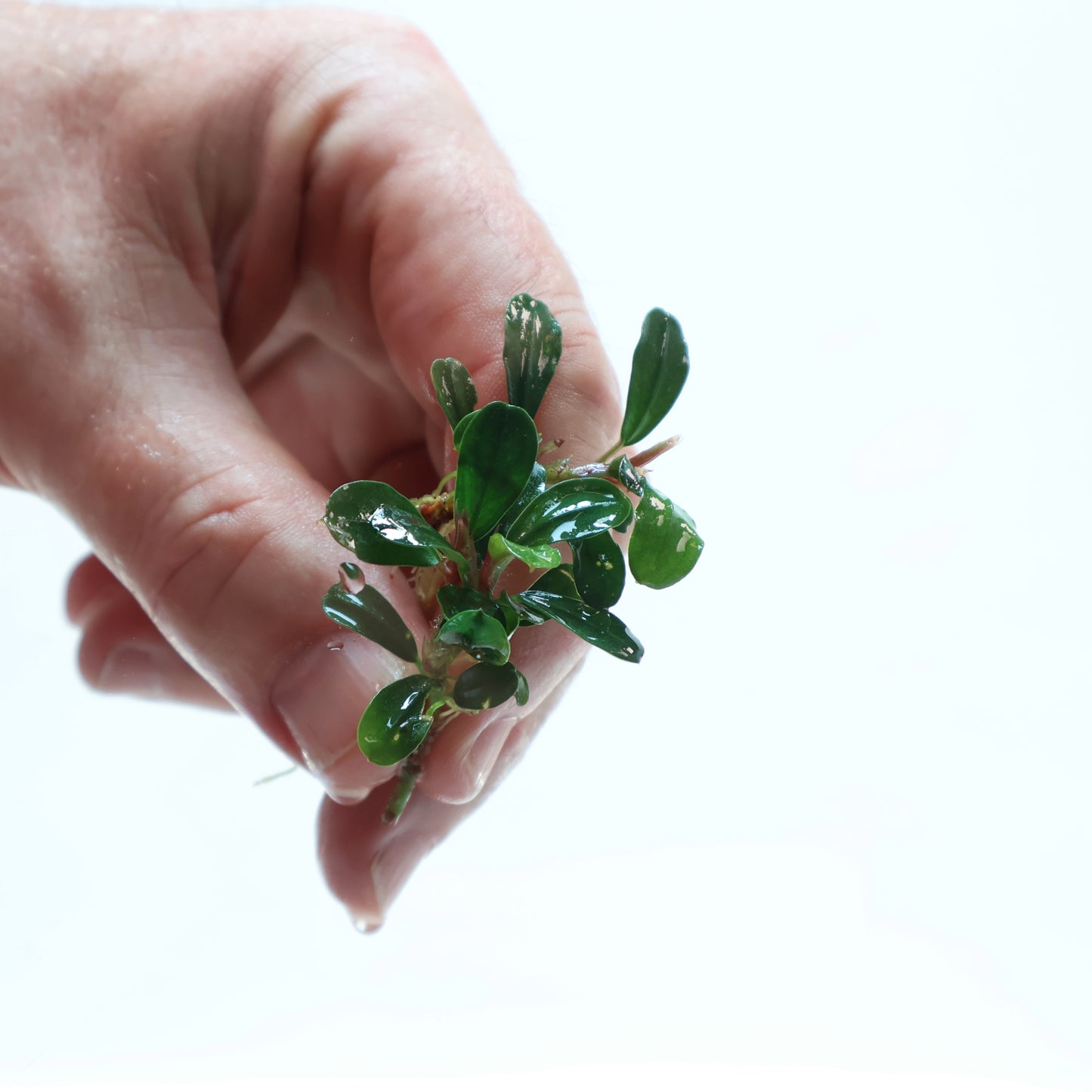 Bucephalandra Apple Leaf: Loose