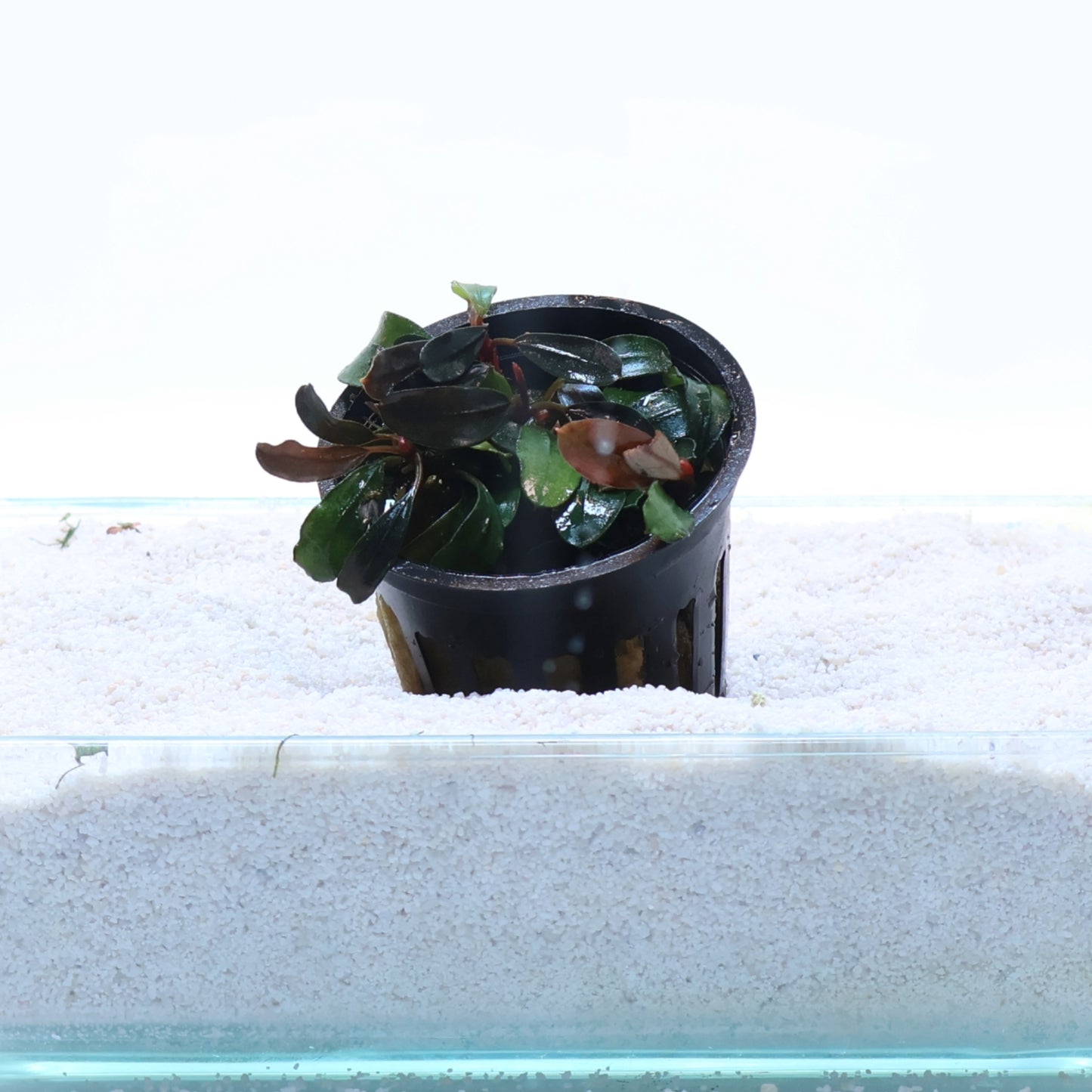 Plant : Bucephalandra Brownie Blue : Pot