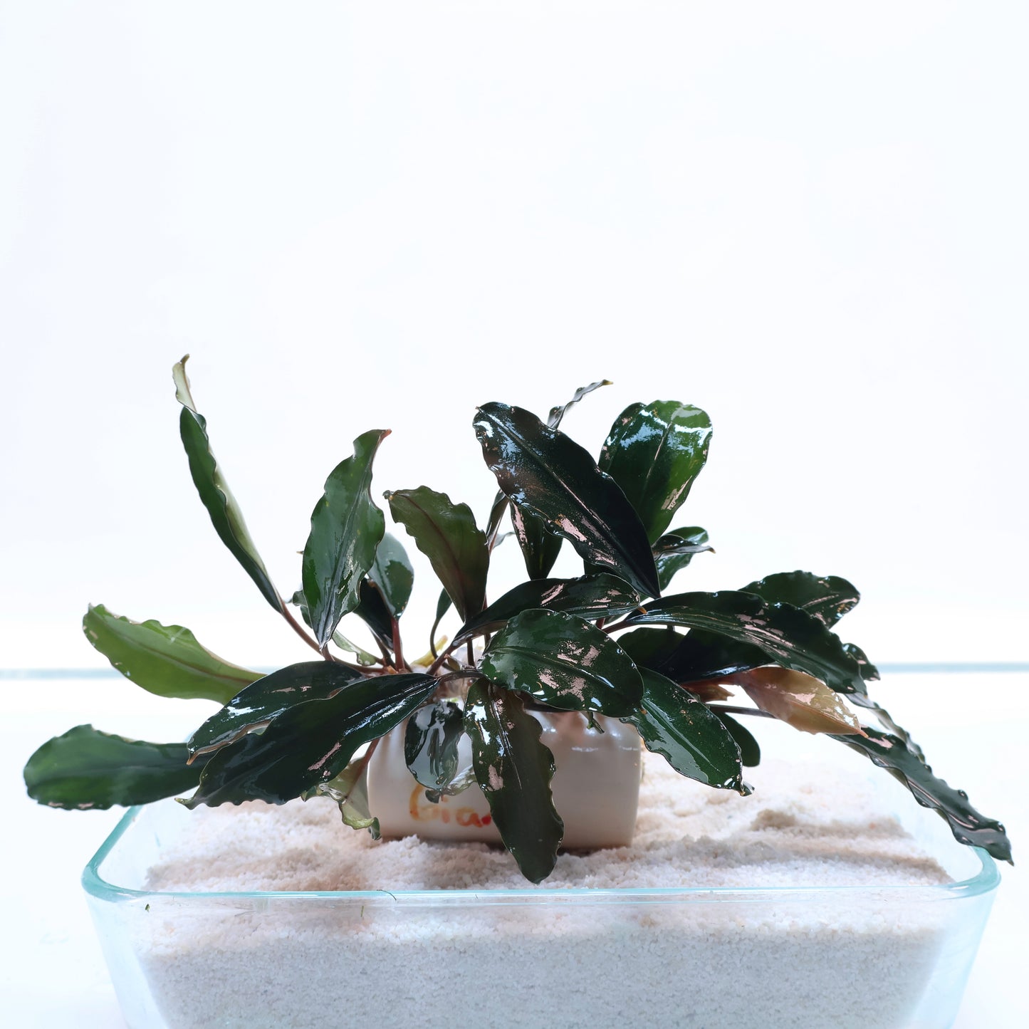 Bucephalandra Giant: Loose
