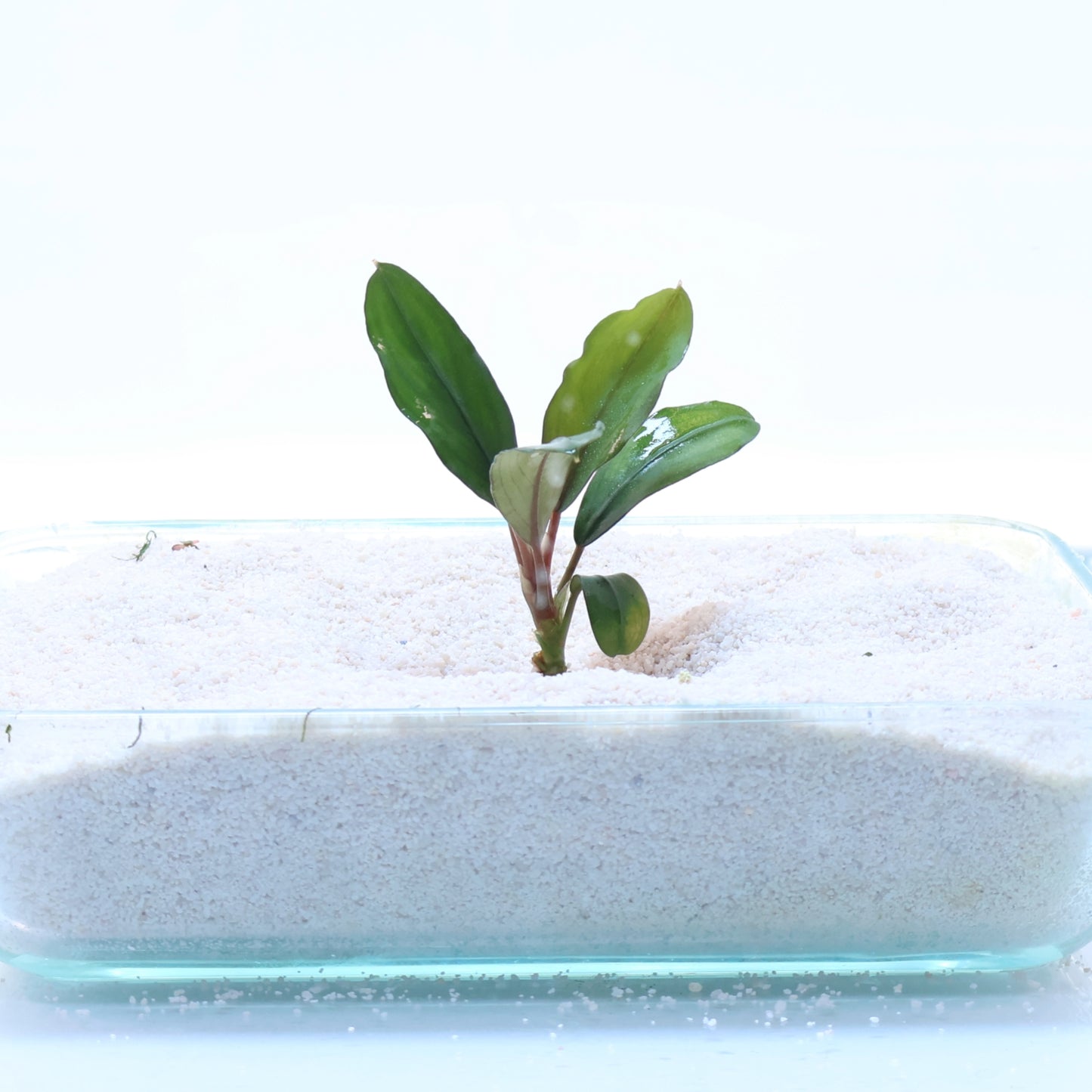 Bucephalandra Green Broad Leaf: Loose