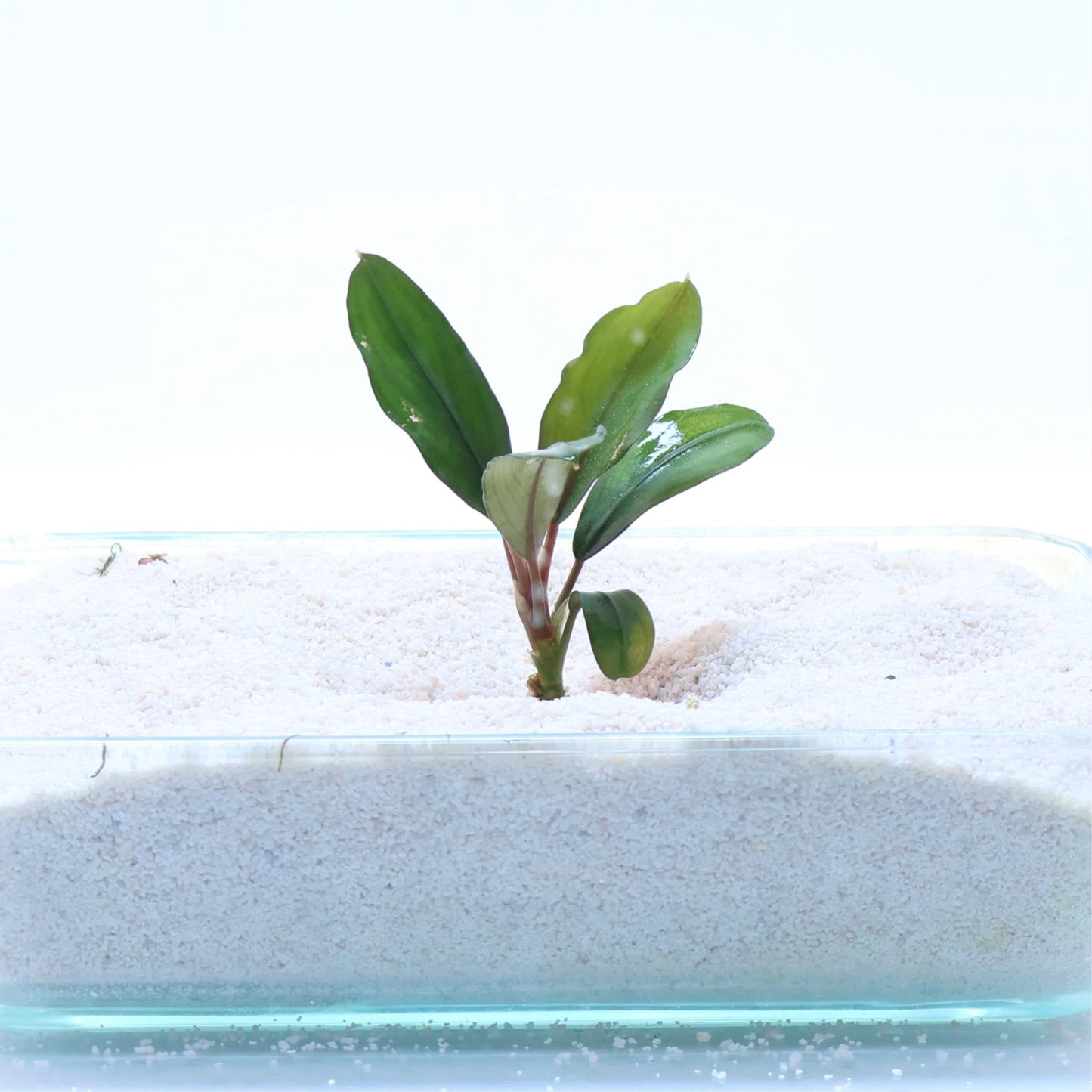 Bucephalandra Green Broad Leaf: Pot