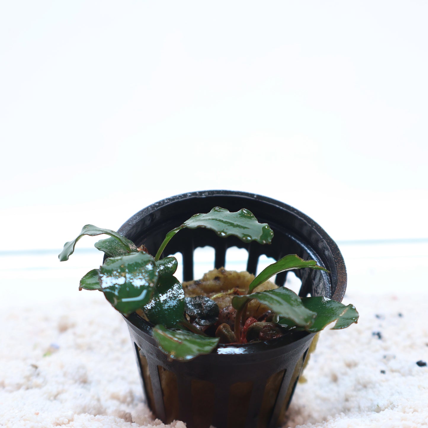Bucephalandra Green Skeleton King: Pot