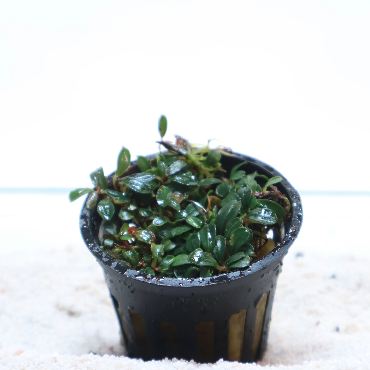 Bucephalandra Lamandau Mini Purple: Pot