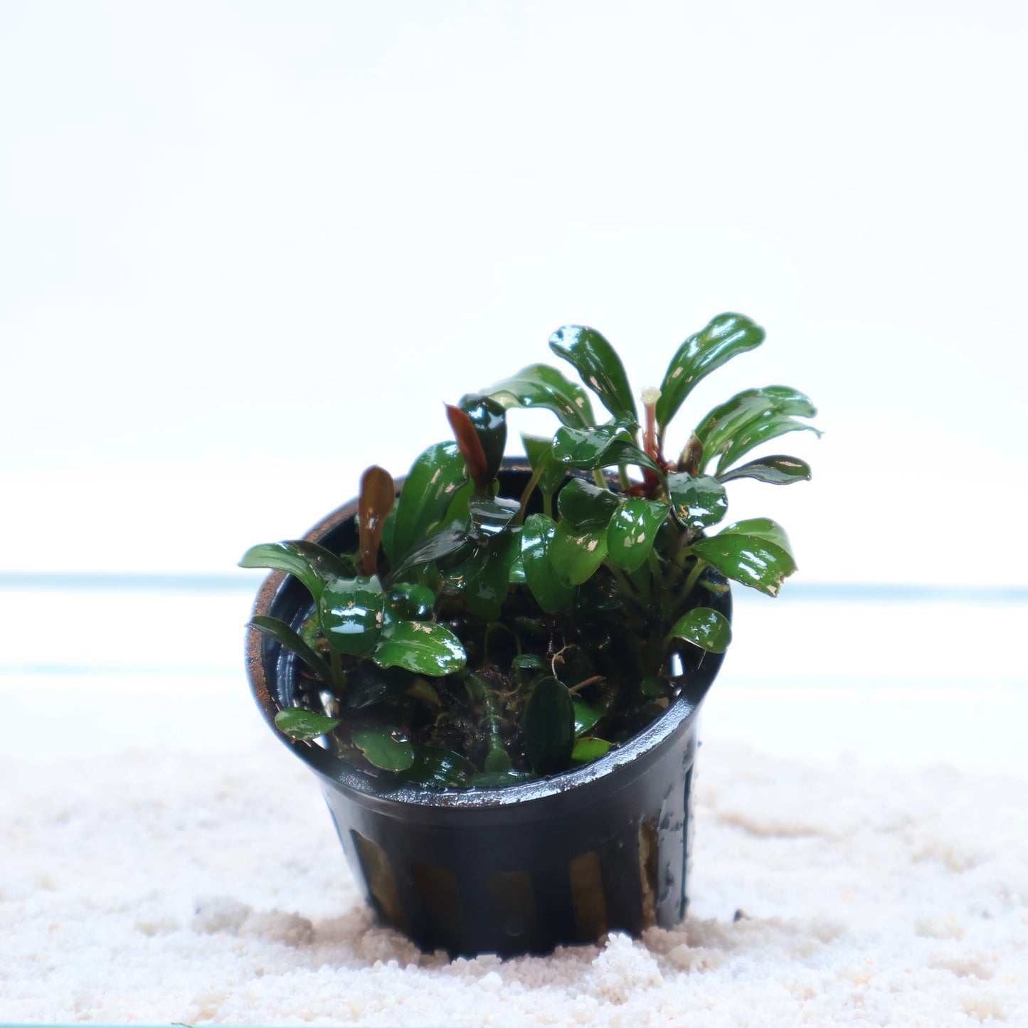 Bucephalandra Mini Coin : Pot