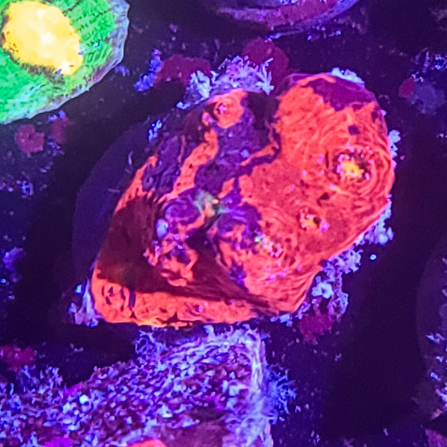 Chalice: Twin Rivers S41 4D