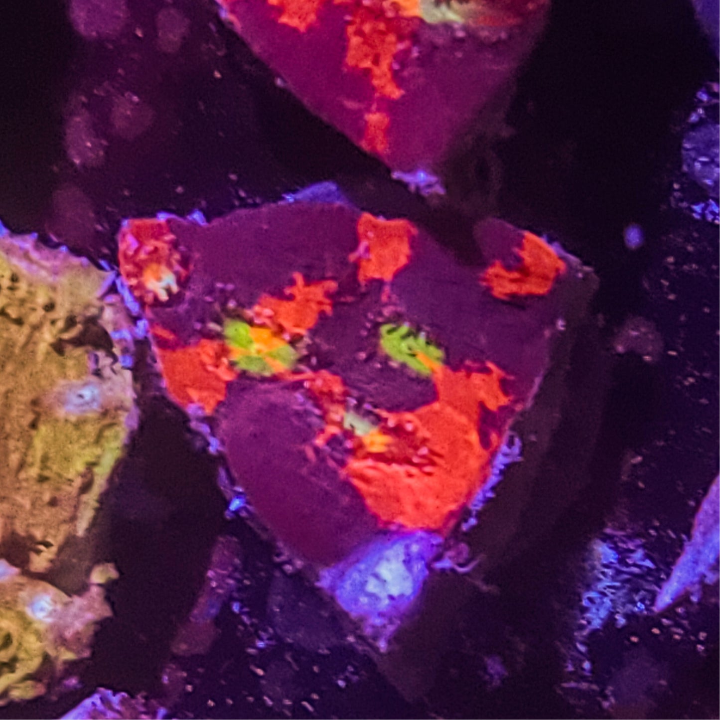 Chalice: SA Looking At You S41 5C