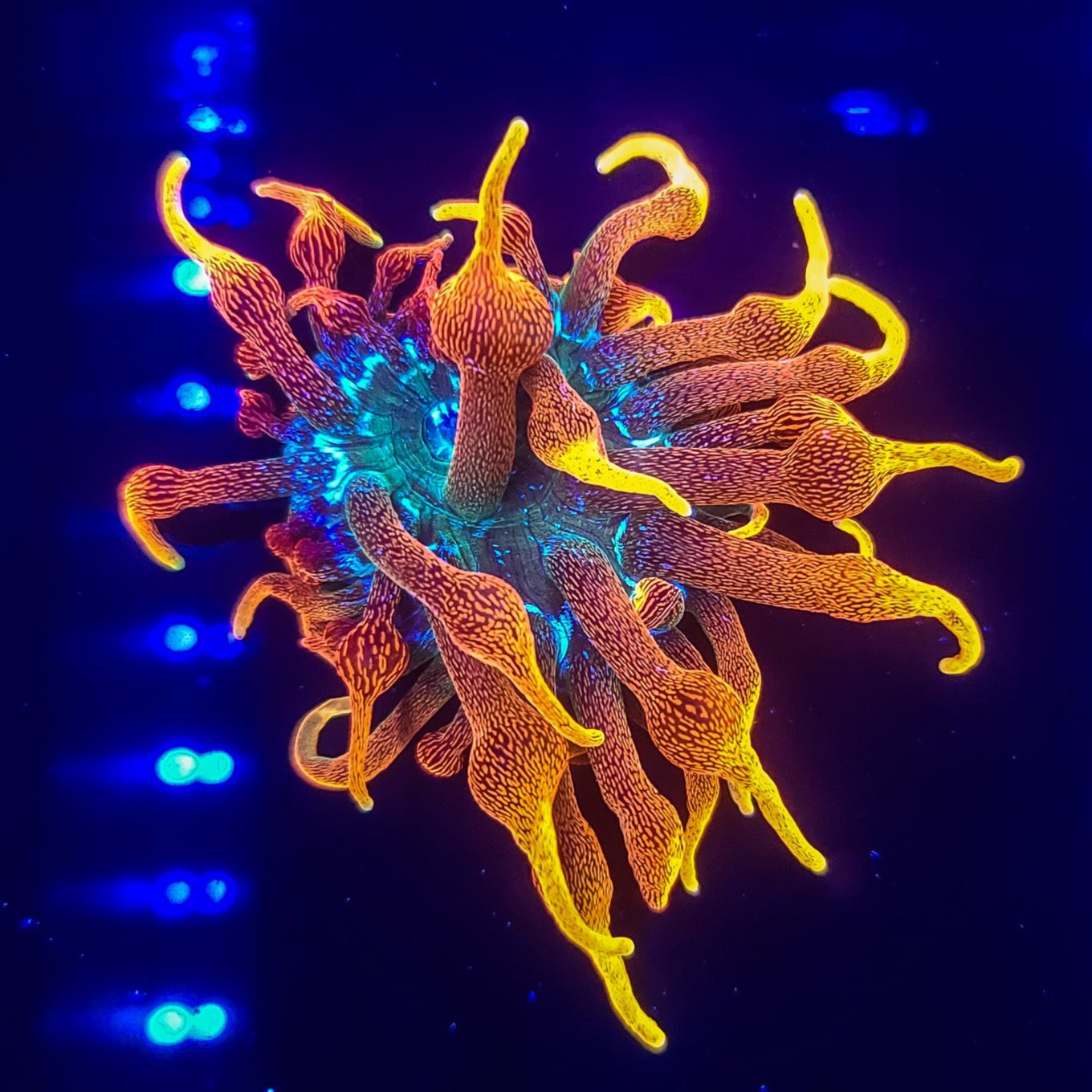 Chicago Sunburst Anemone