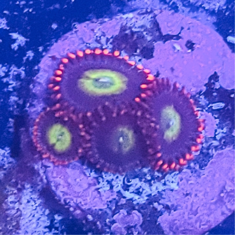 Zoanthid: Circus 023 3C