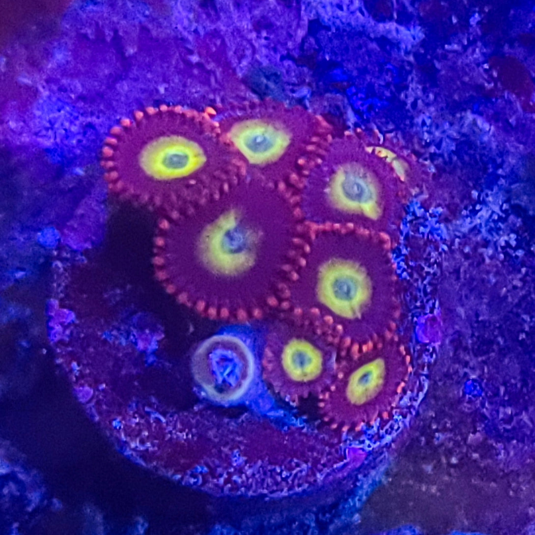 Zoanthid: Circus 023 2G