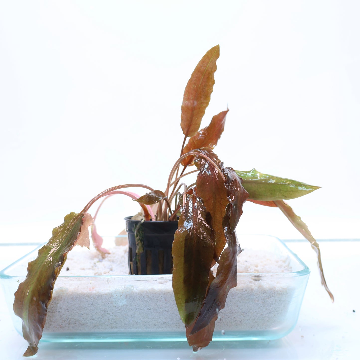 Cryptocoryne Hudoroi: Pot