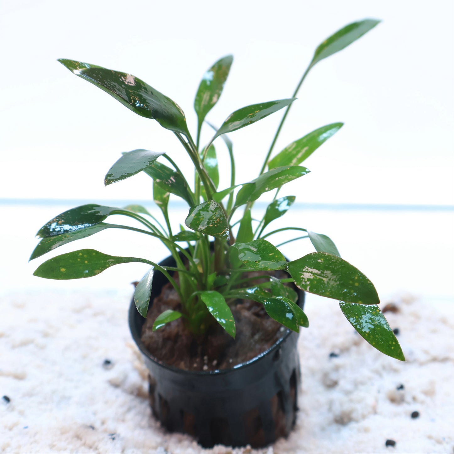 Cryptocoryne Lutea:  Pot