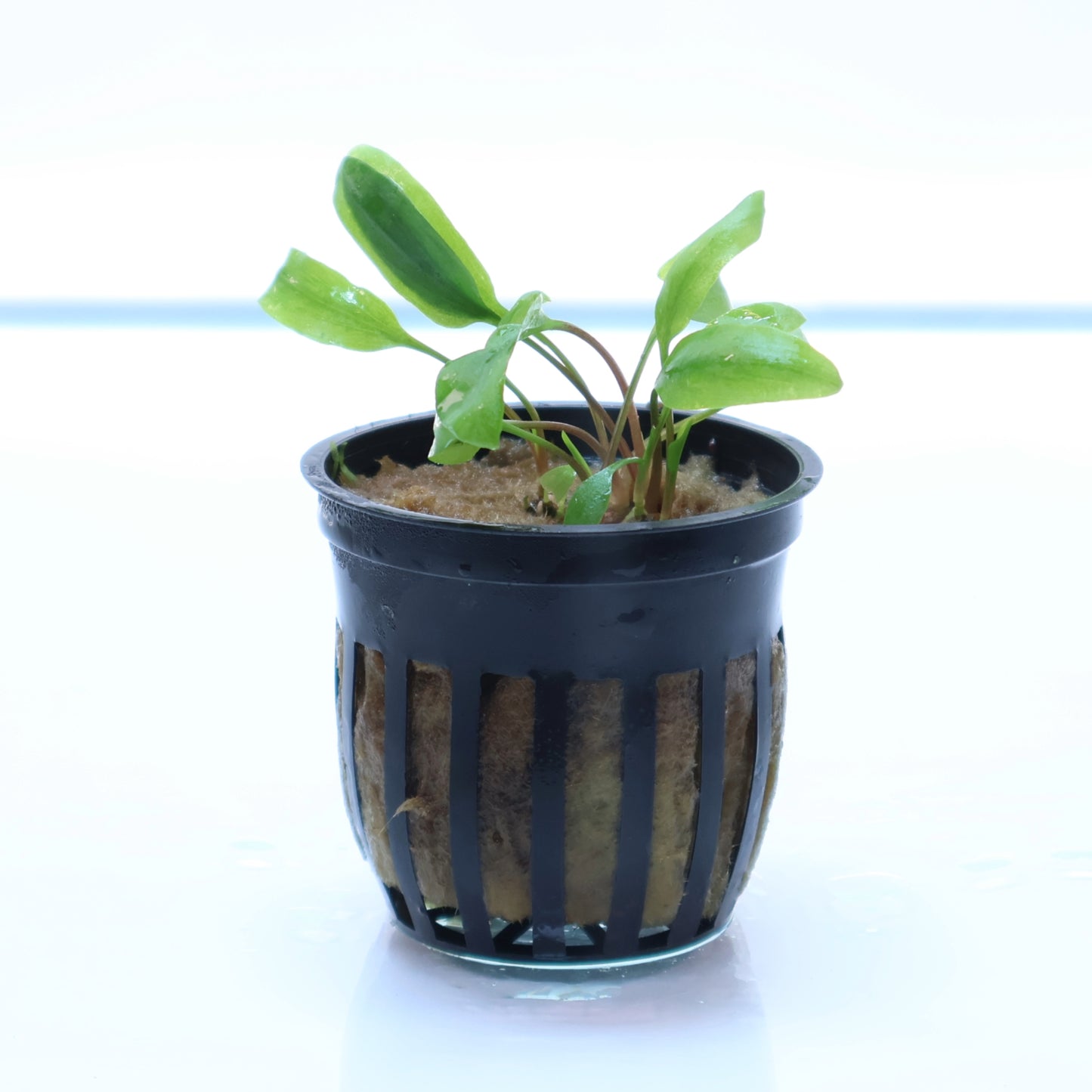 Cryptocoryne Undulata: Pot